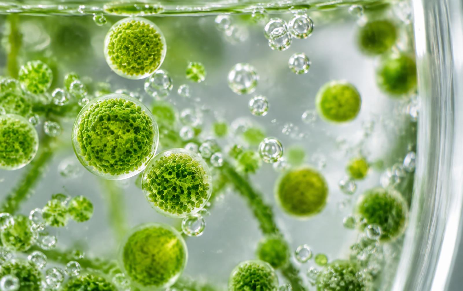 Microalgae cells and oxygen bubbles, illustrative